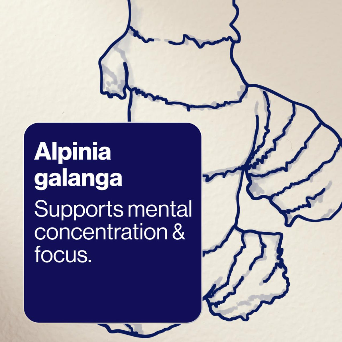 Cognition Performance+